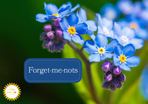 Forget me nots Forget me nots