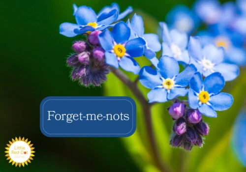 Forget me nots Forget me nots