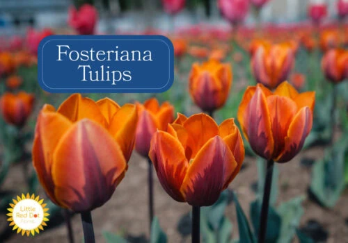 Fosteriana Tulips Fosteriana Tulips
