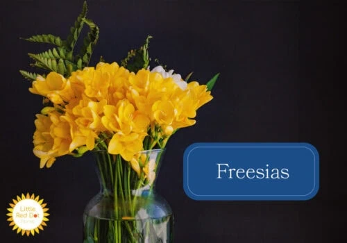 Freesias Freesias