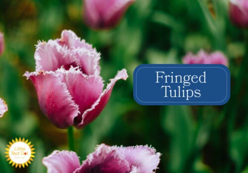 Fringed Tulips Fringed Tulips