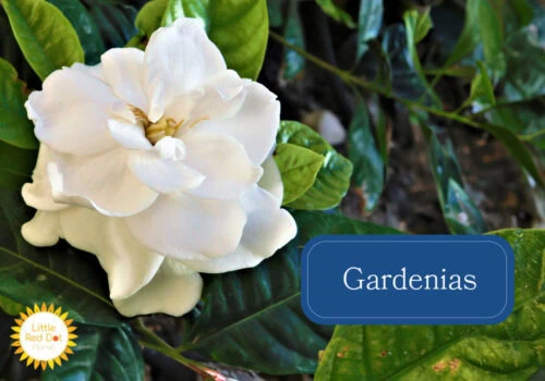 Gardenias Gardenias