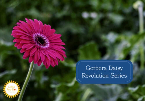 Gerbera Daisy Revolution Series Inline 1000 x 700 Gerbera Daisy Revolution Series Inline 1000 x 700