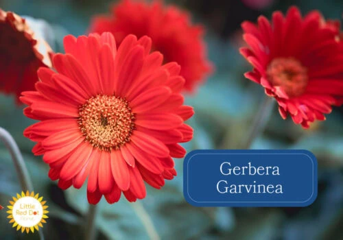 Gerbera Garvinea Inline 1000 x 700 Gerbera Garvinea Inline 1000 x 700