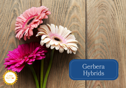 Gerbera Hybrids Inline 1000 x 700