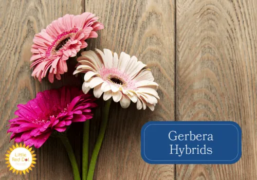Gerbera Hybrids Inline 1000 x 700 Gerbera Hybrids Inline 1000 x 700