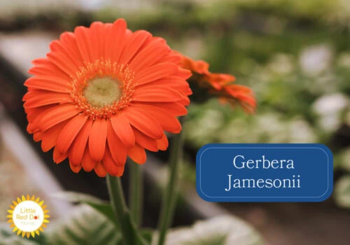 Gerbera Jamesonii Inline 1000 x 700 Gerbera Jamesonii Inline 1000 x 700