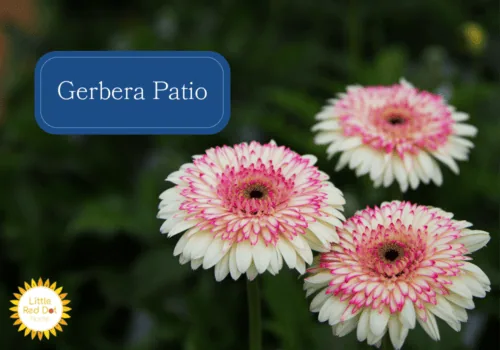 Gerbera Patio Inline 1000 x 700 Gerbera Patio Inline 1000 x 700