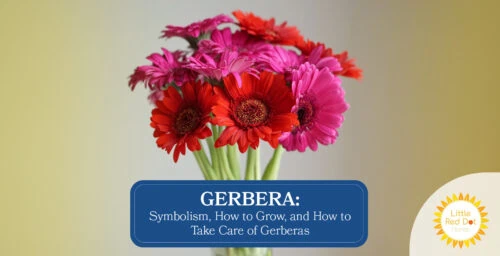 Gerbera Symbolism How to Grow and How to Take Care of Gerberas Headline 1640 x 840 Gerbera Symbolism How to Grow and How to Take Care of Gerberas Headline 1640 x 840