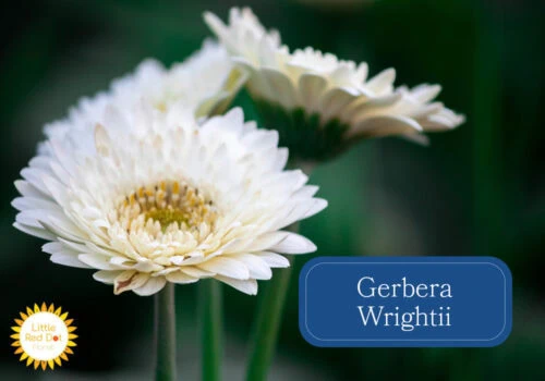Gerbera Wrightii Inline 1000 x 700 Gerbera Wrightii Inline 1000 x 700