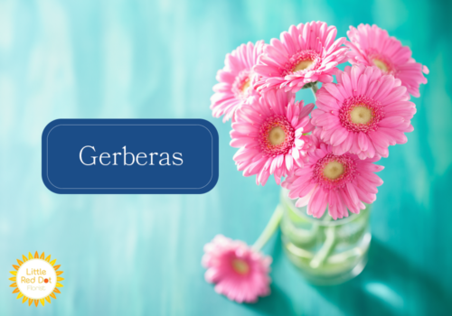 Gerberas Gerberas