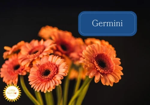 Germini Inline 1000 x 700 Germini Inline 1000 x 700