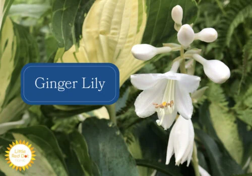 Ginger Lily Ginger Lily