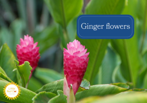 Ginger flowers Ginger flowers