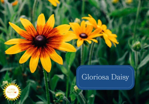 Gloriosa Daisy Inline 1000 x 700 Gloriosa Daisy Inline 1000 x 700