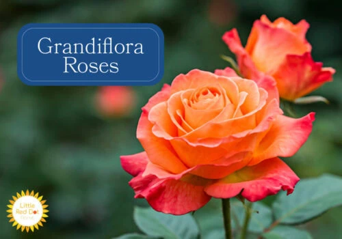 Grandiflora Roses Grandiflora Roses