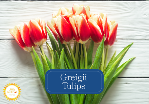 Greigii Tulips