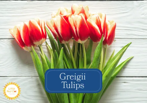 Greigii Tulips Greigii Tulips