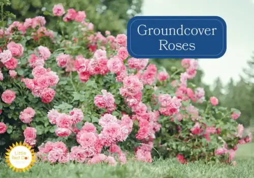 Groundcover Roses Groundcover Roses
