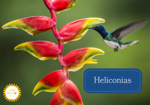 Heliconias 