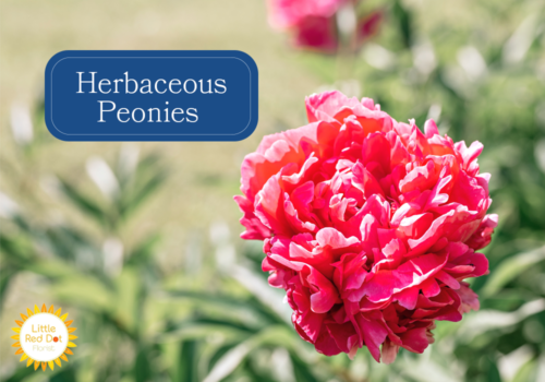 Herbaceous Peonies 1000 x 700 Herbaceous Peonies 1000 x 700