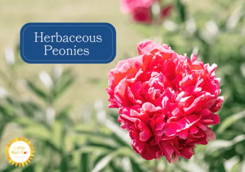 Herbaceous Peonies 1000 x 700 Herbaceous Peonies 1000 x 700