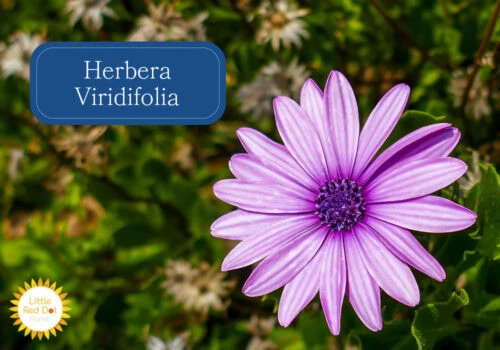 Herbera Viridifolia Inline 1000 x 700 Herbera Viridifolia Inline 1000 x 700