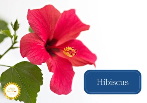 Hibiscus Hibiscus