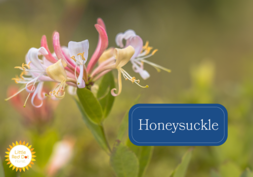 Honeysuckle Honeysuckle