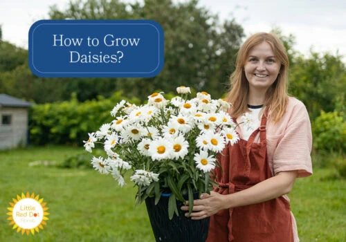 How to Gorw Daisies H2 1000 x 700 How to Gorw Daisies H2 1000 x 700