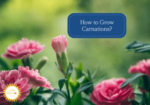 How to Grow Carnations H2 1000 x 700 (1) How to Grow Carnations H2 1000 x 700 (1)