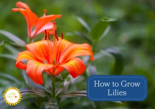 How to Grow Lilies How to Grow Lilies