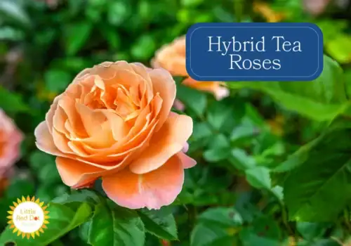 Hybrid Tea Roses Hybrid Tea Roses