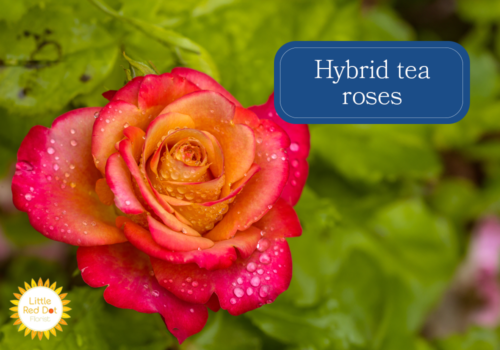Hybrid tea roses Hybrid tea roses