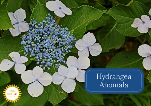 Hydrangea Anomala Inline 1000 x 700 Hydrangea Anomala Inline 1000 x 700