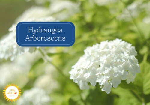 Hydrangea Arborescens Inline 1000 x 700 Hydrangea Arborescens Inline 1000 x 700