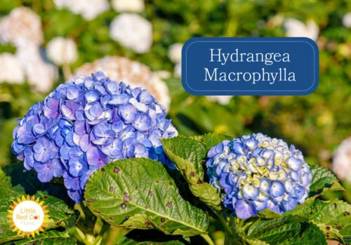 Hydrangea Macrophylla Inline 1000 x 700 Hydrangea Macrophylla Inline 1000 x 700