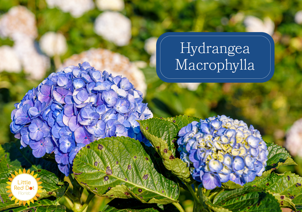Hydrangea: Types, How to Grow, and How to Take Care of Hydrangeas ...