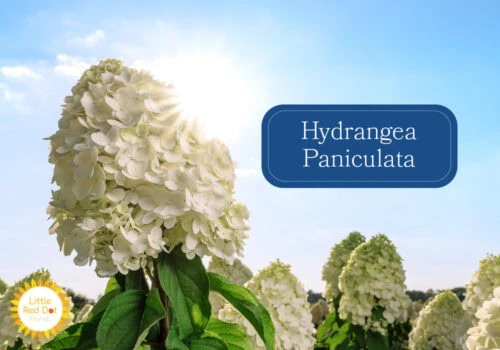 Hydrangea Paniculata Inline 1000 x 700 Hydrangea Paniculata Inline 1000 x 700