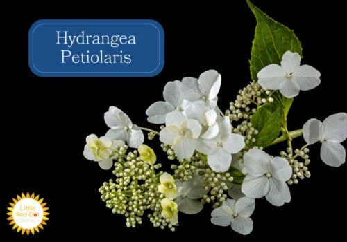Hydrangea Petiolaris Inline 1000 x 700 Hydrangea Petiolaris Inline 1000 x 700