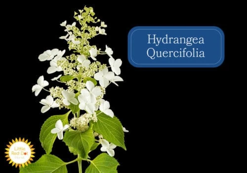 Hydrangea Quercifolia Inline 1000 x 700 Hydrangea Quercifolia Inline 1000 x 700