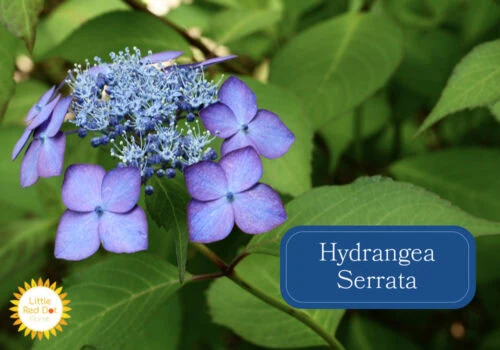 Hydrangea Serrata Inline 1000 x 700 Hydrangea Serrata Inline 1000 x 700
