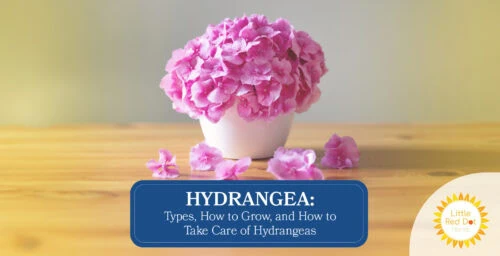 Hydrangea Types How to Grow and How to Take Care of Hydrangeas Headline 1640 x 840 Hydrangea Types How to Grow and How to Take Care of Hydrangeas Headline 1640 x 840