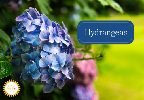 Hydrangeas Hydrangeas
