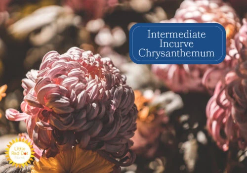 Intermediate Incurve Chrysanthemum Inline 1000 x 700 Intermediate Incurve Chrysanthemum Inline 1000 x 700