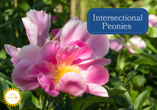 Intersectional Peonies 1000 x 700 Intersectional Peonies 1000 x 700