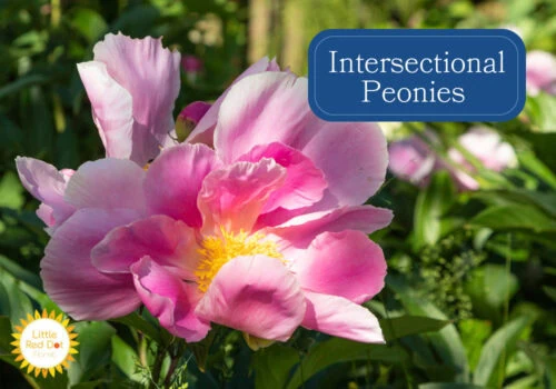 Intersectional Peonies 1000 x 700 Intersectional Peonies 1000 x 700