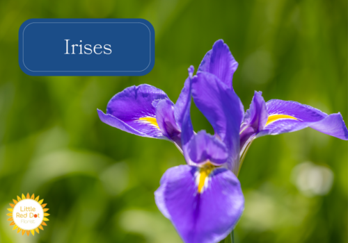 Irises Irises