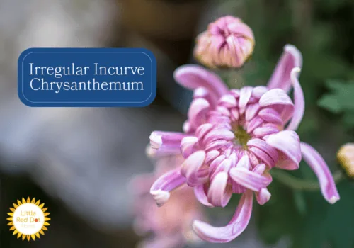 Irregular Incurve Chrysanthemum Inline 1000 x 700 Irregular Incurve Chrysanthemum Inline 1000 x 700