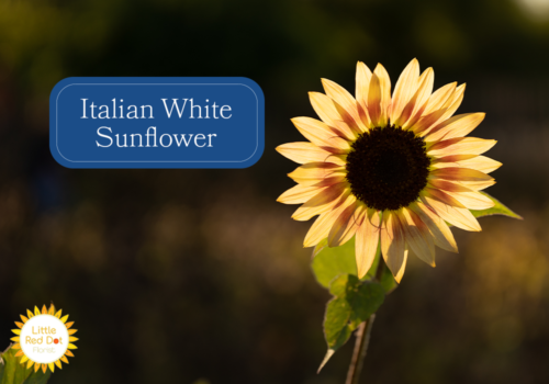 Italian White Sunflower